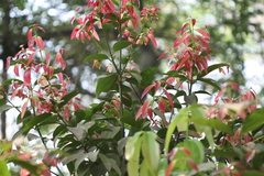Cinnamomum verum